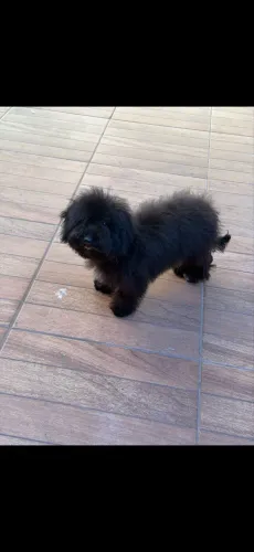 Poodle com 5 meses