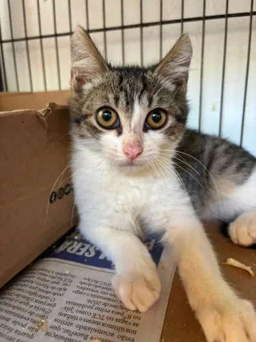 Gatinho para adoção