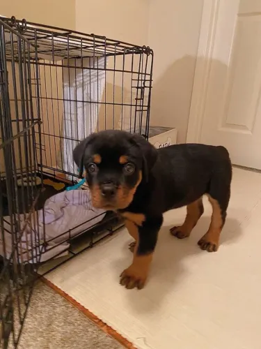 Rottweiler ele quer chegar na sua casa 
