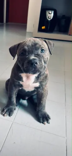 América Bully