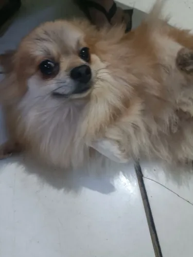 Vendo cachorro lulu da palmeranea