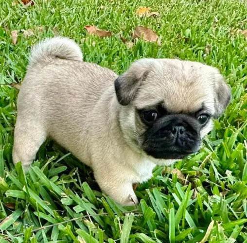 Filhote pug, Seu novo cãopanheiro está ansioso para te encher de amor!