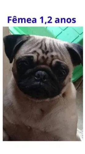 Pug fêmea 