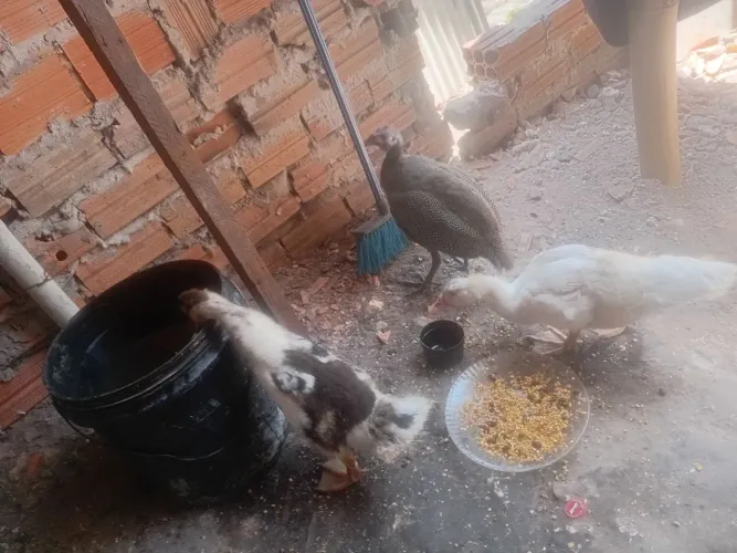 1 casal de patos e um capote 70 reais
