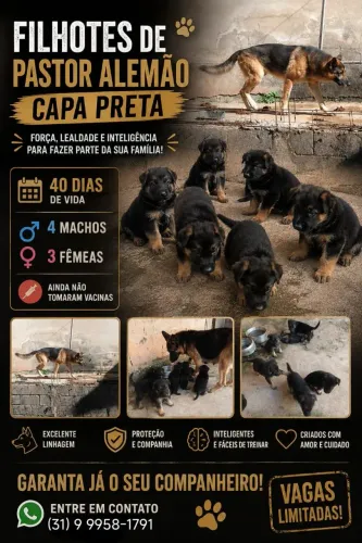 VENDE-SE FILHOTES DE PASTOR ALEMÃO CAPA PRETA BOA LINHAGEM VALOR NEGOCIÁVEL