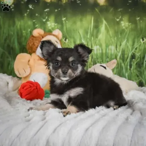 Chihuahua | Entrega imediata garantida