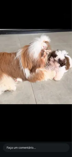 Shih tzu machinho
