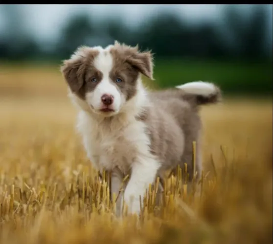 Border collie lindo filhote 