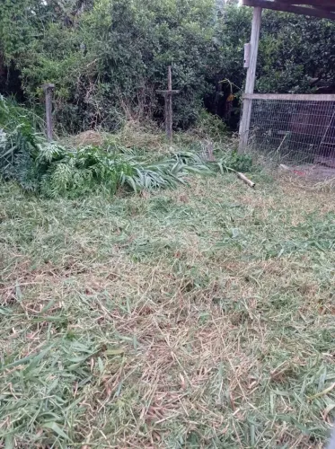 Terreno Aririu da formiga