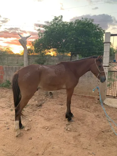 Cavalo marchador