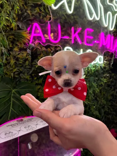 Chihuahua! O presente q encanta