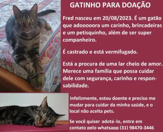 Gatinho para doação