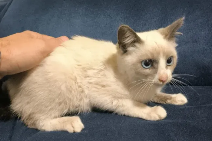 Doação de lindo gatinho de 90 dias