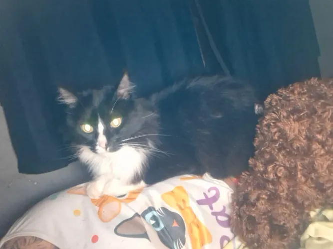 PROCURO GATINHO PRETO PARA ADOTAR