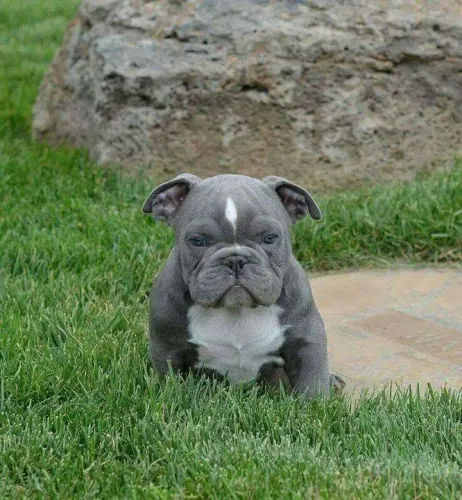 Filhote de American bully fortes- Azul