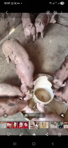 LEITÕES PIETRAM PO - SUINOS - REPRODUTOR  - BARRÃO - PORCOS