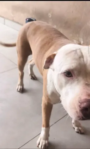 Doa-se 2 Pitbull femea