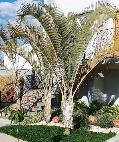 Palmeira Triangular para Jardim - Charme e Elegância