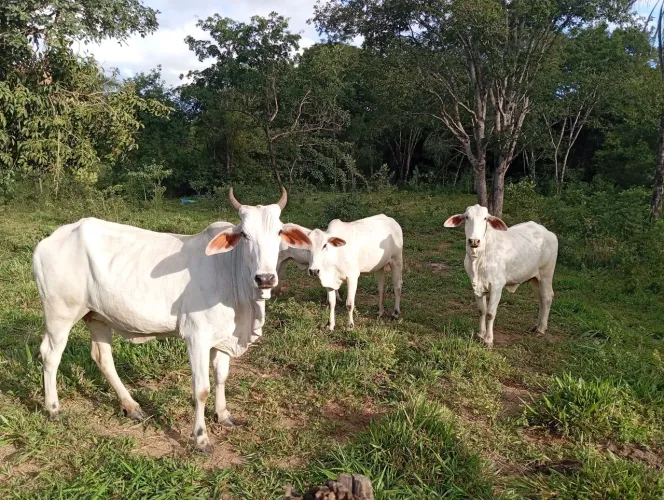 realize Seu Sonho De um Imovel Rural,Chacaras Apartir 100.000.00 Com Casa...