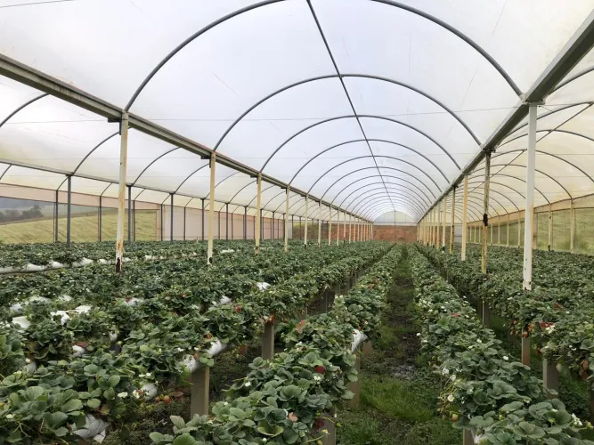 VENDE-SE ESTUFA DE MORANGOS COMPLETA - PRONTA PARA PRODUZIR!