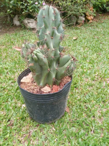 Cactos Monstro vaso grande 