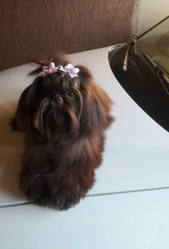 Última fêmea miniatura possui linhagem chocolate