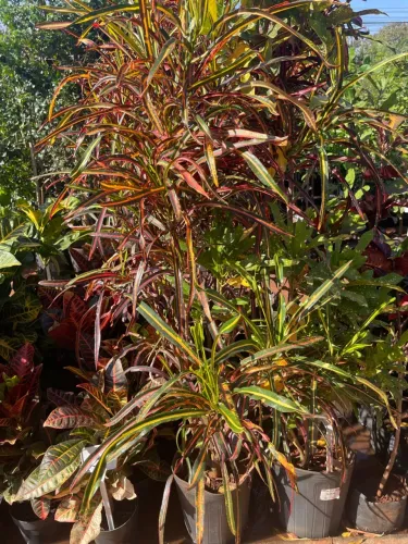Croton vibrante - Planta exuberante para seu jardim!