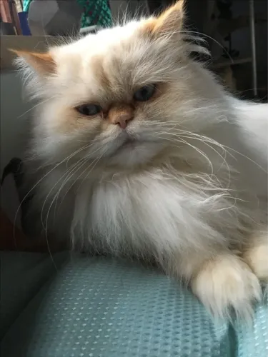 Filhote de Persa Himalaio - Um Sonho de Companheiro