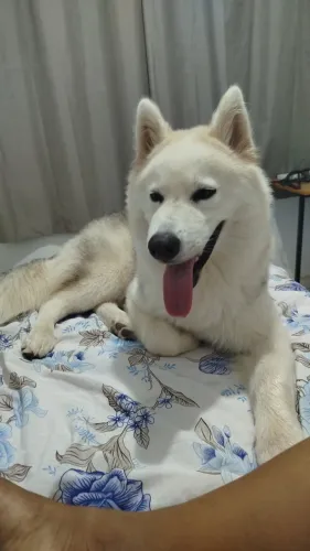 Husky macho em busca de namorada para cruzar 