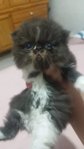 Vendo gatos persa