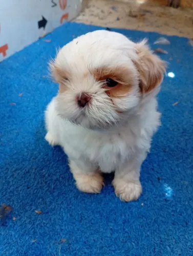 Cachorrinhos fofinhos e adoráveis