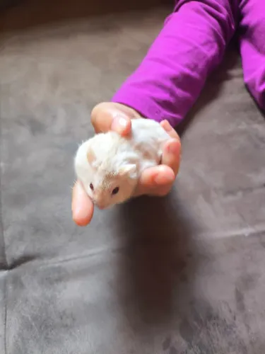 Hamster Anão Russo 