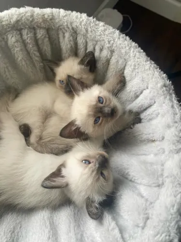 Gatinhos siameses