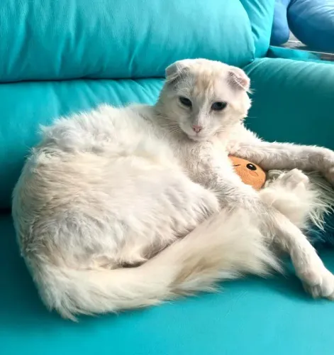 GATO CASTRADO E RESGATADO