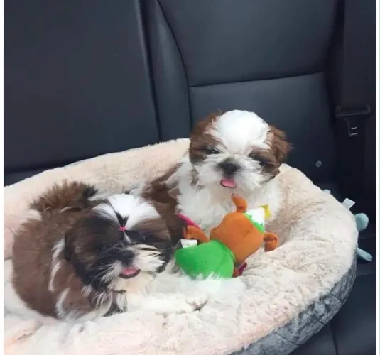 Shih tzu filhote original