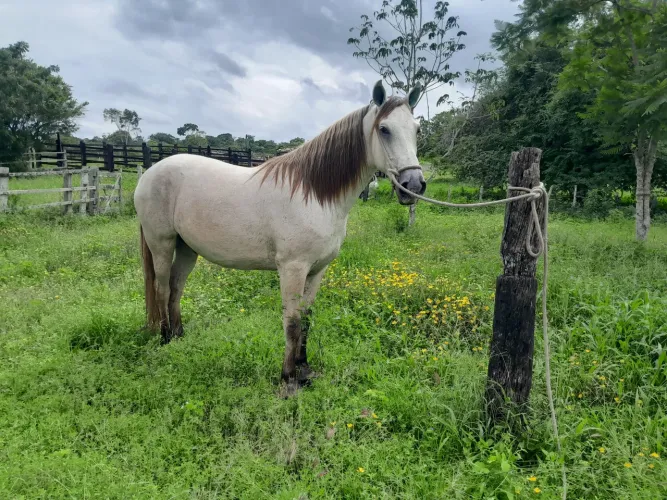 Cavalo Mangolino 
