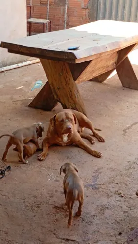 Doação Pit Bull adulto