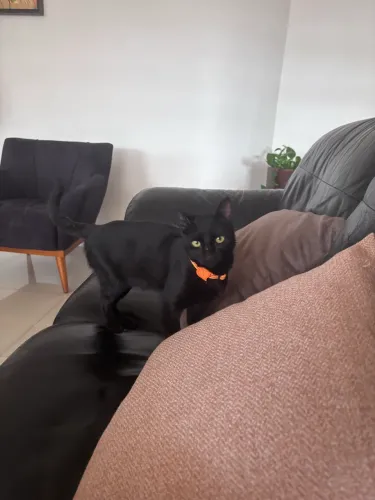 Gatinha filhote para adoção