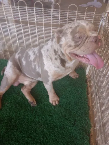 Américan Bully tri lilac merly 