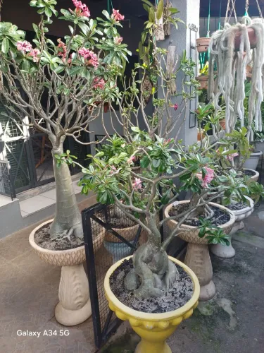 Rosas do Deserto