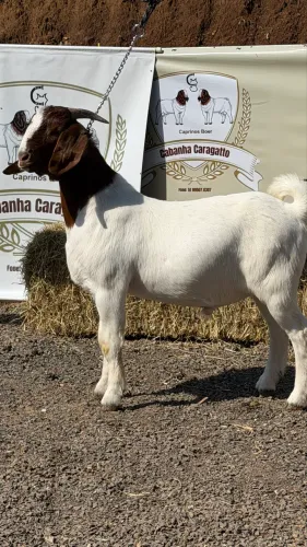 Cabritos e cabras Boer Selecionados | Excelente Genética | RS