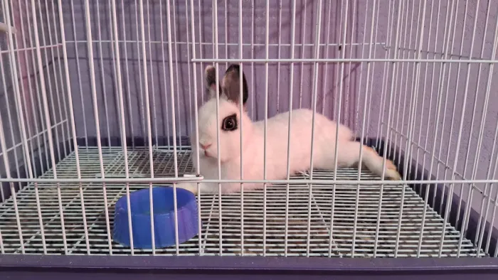Coelho netherland darf macho 4meses
