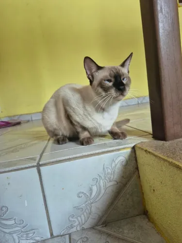 Gatinho de 10 meses para doação