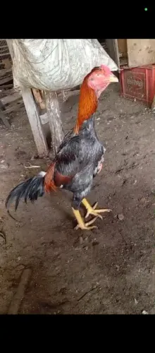 Galos e galinha de raça 