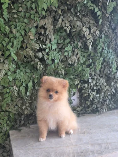 Filhote Femea Anã de Lulu da Pomerânea