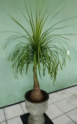 Planta Pata de Elefante