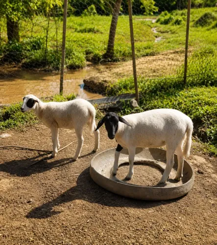 Ovelhas para chácaras 