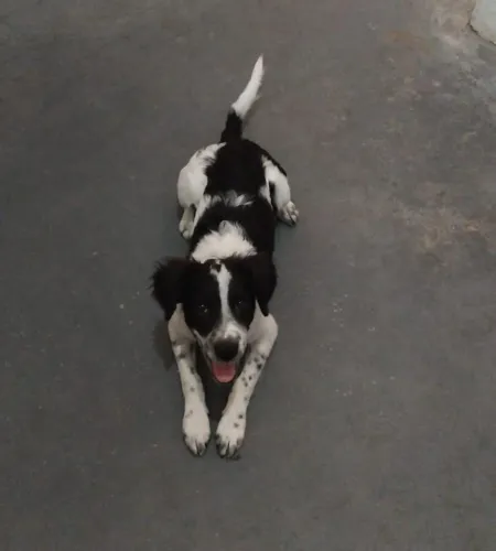 CACHORRO MACHO PORTE MÉDIO NOME:DUKI? Mais informações no privado