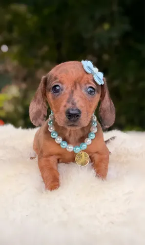 Dachshund Linguicinha