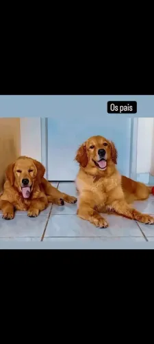 Filhotes Golden Retriever
